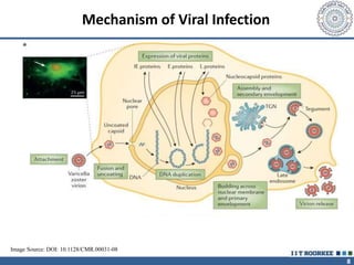 8
Mechanism of Viral Infection
Image Source: DOI: 10.1128/CMR.00031-08
 