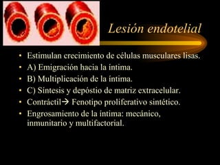 Lesión endotelial Estimulan crecimiento de células musculares lisas. A) Emigración hacia la íntima. B) Multiplicación de la íntima. C) Síntesis y depóstio de matriz extracelular. Contráctil   Fenotipo proliferativo sintético. Engrosamiento de la íntima: mecánico, inmunitario y multifactorial. 