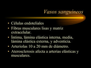 Vasos sanguíneos Células endoteliales Fibras musculares lisas y matriz extracelular. Íntima, lámina elástica interna, media, lámina elástica externa, y adventicia. Arteriolas 10 a 20 mm de diámetro. Aterosclerosis afecta a arterias elásticas y musculares. 