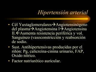 Hipertensión arterial Cél Yuxtaglomerulares  Angiotensinógeno del plasma  Angiotensina I  Angiotensina II.  Aumenta resistencia periférica y vol. Sanguíneo (vasoconstricción y reabsorción de sodio. Sust. Antihipertensivas producidas por el riñón: Pg, calicreína-cinina urinario, FAP, Oxido nítrico. Factor natriurético auricular. 