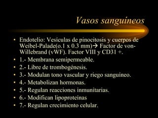 Vasos sanguíneos Endotelio: Vesículas de pinocitosis y cuerpos de Weibel-Palade(o.1 x 0.3 mm)   Factor de von-Willebrand (vWF). Factor VIII y CD31 +. 1.- Membrana semipermeable. 2.- Libre de trombogénesis. 3.- Modulan tono vascular y riego sanguíneo. 4.- Metabolizan hormonas. 5.- Regulan reacciones inmunitarias. 6.- Modifican lipoproteínas 7.- Regulan crecimiento celular. 