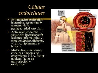 Células endoteliales Estimulación endotelial: histamina, serotonina   aumento de la permeabilidad vascular. Activación endotelial: sustancias bacterianas   lesiones inflamatorias y choque séptico, diabetes, virus, complemento e hipoxia. Moléculas de adhesión, citocinas, factores de crecimiento, HLA, factor nuclear, factor de transcripción y oxidativos. 