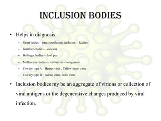 Inclusion bodies
• Helps in diagnosis
– Negri bodies – intra cytoplasmic inclusion – Rabies
– Guarnieri bodies – vaccinia
– Bollinger bodies – fowl pox
– Molluscum bodies – molluscum contagiosum
– Cowdry type A – Herpes virus , Yellow fever virus
– Cowdry type B – Adeno virus, Polio virus
• Inclusion bodies my be an aggregate of virions or collection of
viral antigens or the degenerative changes produced by viral
infection.
 