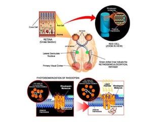 Vitamin A Deficiency