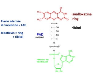 Flavin adenine
dinucleotide = FAD
Riboflavin = ring
+ ribitol
isoalloxazine
ring
ribitol
 