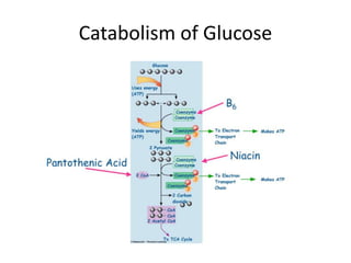 Catabolism of Glucose
 