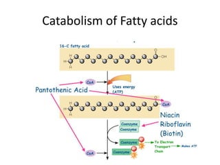 Catabolism of Fatty acids
 