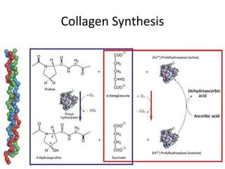 Collagen Synthesis
 