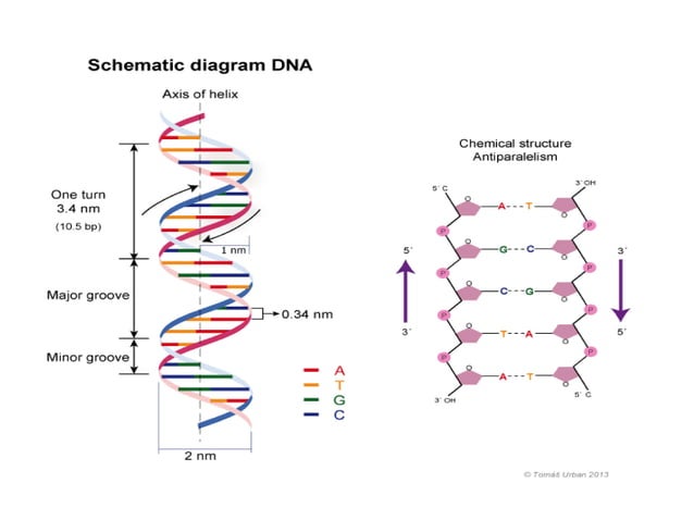 Watson and crick model of dna