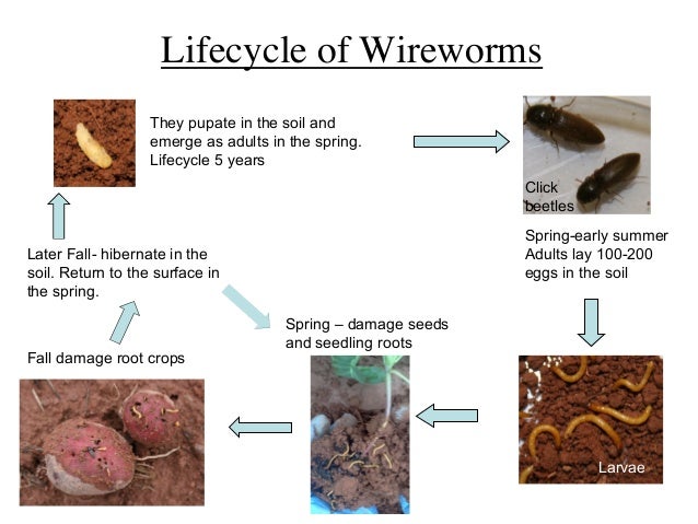 Wireworm presentation slideshow