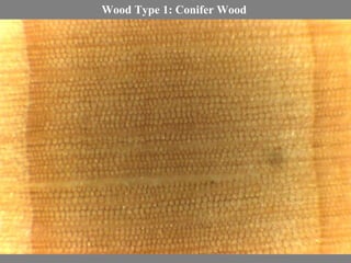 Wood Type 1: Conifer Wood
 