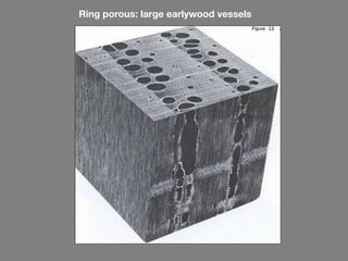 Ring porous: large earlywood vessels
 