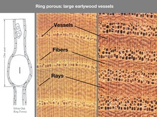 Ring porous: large earlywood vessels



        Vessels



       Fibers




       Rays
 