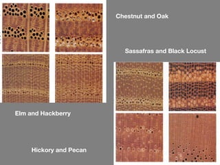 Chestnut and Oak




                           Sassafras and Black Locust




Elm and Hackberry




     Hickory and Pecan
 