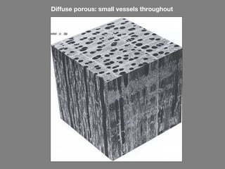 Diffuse porous: small vessels throughout
 