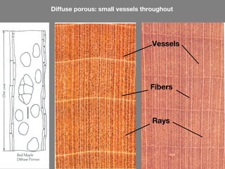 Diffuse porous: small vessels throughout




                                 Vessels




                                Fibers



                                 Rays
 