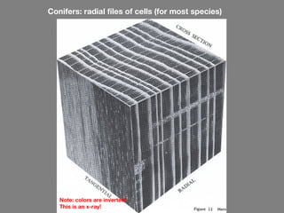 Conifers: radial files of cells (for most species)




   Note: colors are inverted!
   This is an x-ray!
 