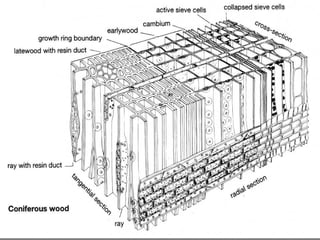 Wood types