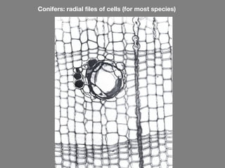 Conifers: radial files of cells (for most species)
 