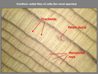 Conifers: radial files of cells (for most species)




                    Tracheids

                                          Resin ducts




                                           Horizontal
                                           rays
 