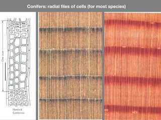 Conifers: radial files of cells (for most species)
 