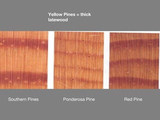 Yellow Pines = thick
                 latewood




Southern Pines         Ponderosa Pine   Red Pine
 