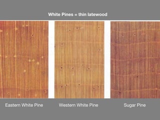 White Pines = thin latewood




Eastern White Pine       Western White Pine        Sugar Pine
 