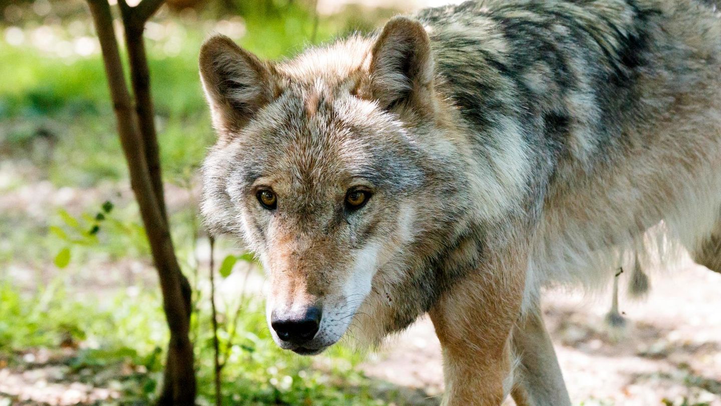 Wolfsansiedlung: Nabu-Sprecherin hat keine Lust auf emotionalisierte ...