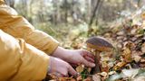 Pilze im Wald sammeln