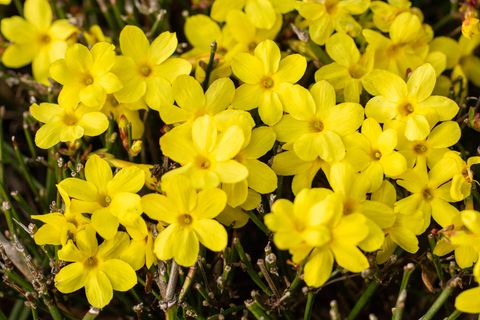 Jasminum nudiflorum, Winter-Jasmin