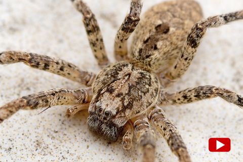 Nosferatu-Spinne – das sollten Sie tun, wenn Sie ein Exemplar in ihrer Wohnung entdecken