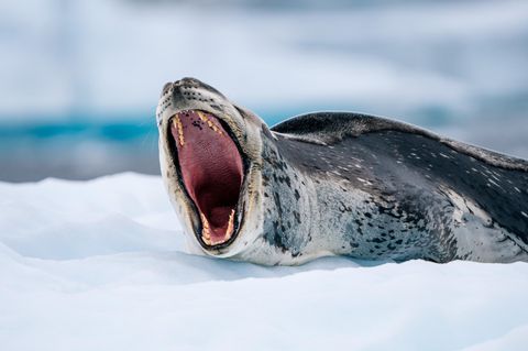 Bei der Expedition in der Antarktis trifft man viele wilde Tiere, zum Beispiel dieses gähnende Exemplar, wie Fotograf Fochtmann erläutert: "Der Seeleopard ist neben dem Orka eines der beiden Raubtiere der Antarktis und die einzige Robbe, die warmblütige Tiere wie Pinguine und andere Robben jagt." Gemeinsam mit sechs Gästen besuchte der Fotograf mit einem kleinen Boot die Insel Pléneau Island – und drückte im richtigen Moment auf den Auslöser. Die Bewohner wollten sie bei ihrem Ausflug aber nicht stören: "Nach unseren Landgängen beseitigen wir alle Fußspuren, um zu vermeiden, dass Wildtiere darin stolpern."