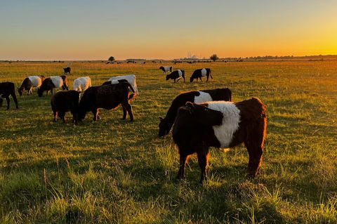 Kühe in der Abendsonne auf einer Wiese