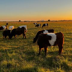 Kühe in der Abendsonne auf einer Wiese