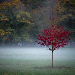 Ein rot belaubter Baum steht auf einer Wiese im Nebel im Wildpark Schloss Tambach in Bayern