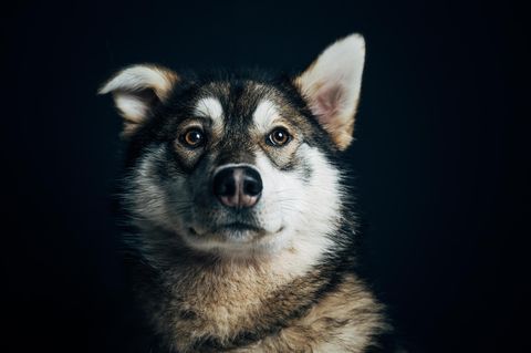 Die Huskys werden von Engholm selbst ausgebildet