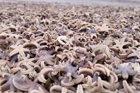 Sylt bietet an seinen Stränden momentan einen traurigen Anblick. Nach dem stürmischem Wetter bedecken unzählige Seesterne den Sand. Die Tiere verenden dort.