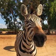 Ein Zebra schaut direkt in die Kamera. Im Hintergund sieht man die afrikanische Savanne.