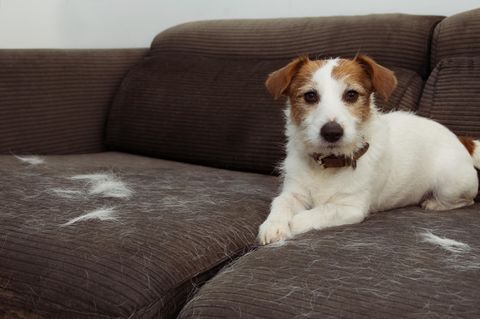 Hundehaare auf dem Sofa sind besonders nervig