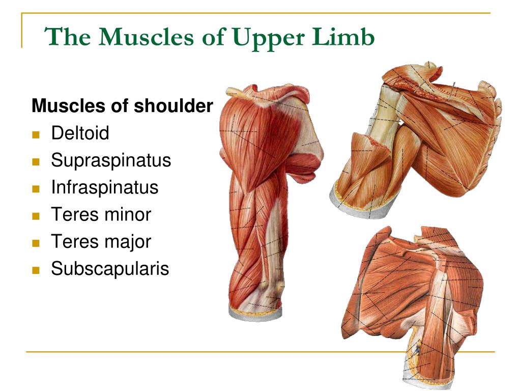 Muscles Of Upper Limb Labeled