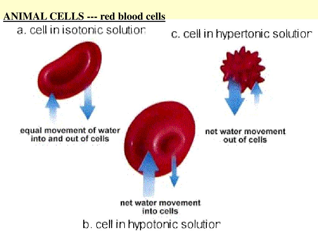 PPT - The Cell Membrane PowerPoint Presentation, free download - ID:1781216