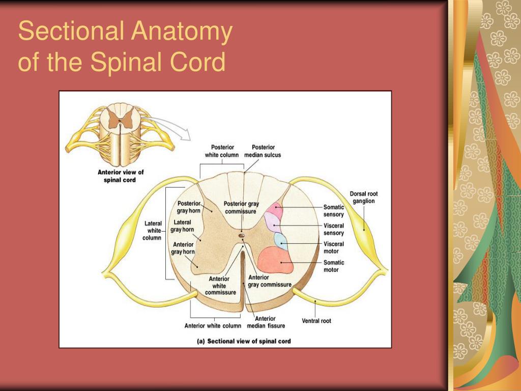 PPT - CNS – The Spinal Cord, Spinal Nerves & Spinal Reflexes PowerPoint ...