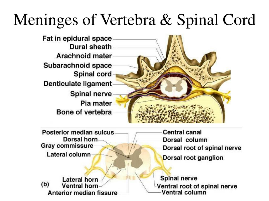 PPT - Chapter 13 Spinal Cord, Spinal Nerves and Somatic Reflexes ...