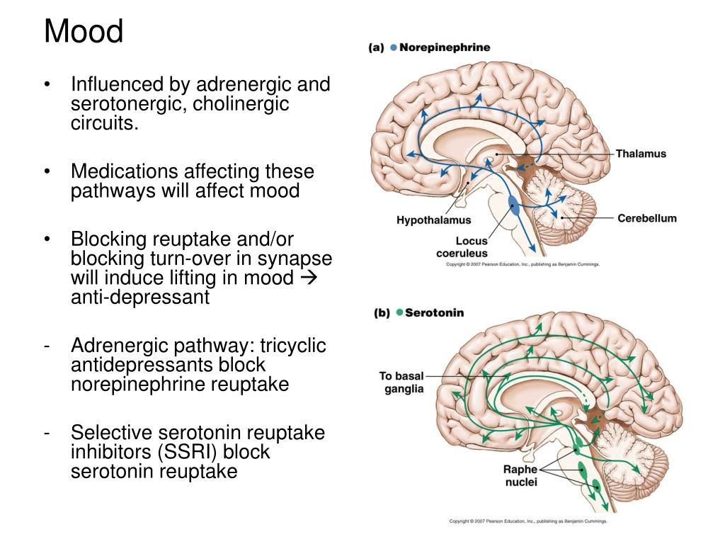 Ppt - The Central Nervous System – Chp 9 Powerpoint Presentation, Free 