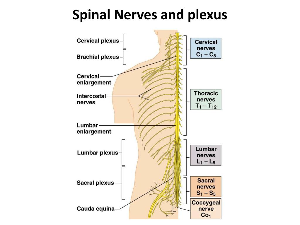 Brachial Plexus Spinal Nerves