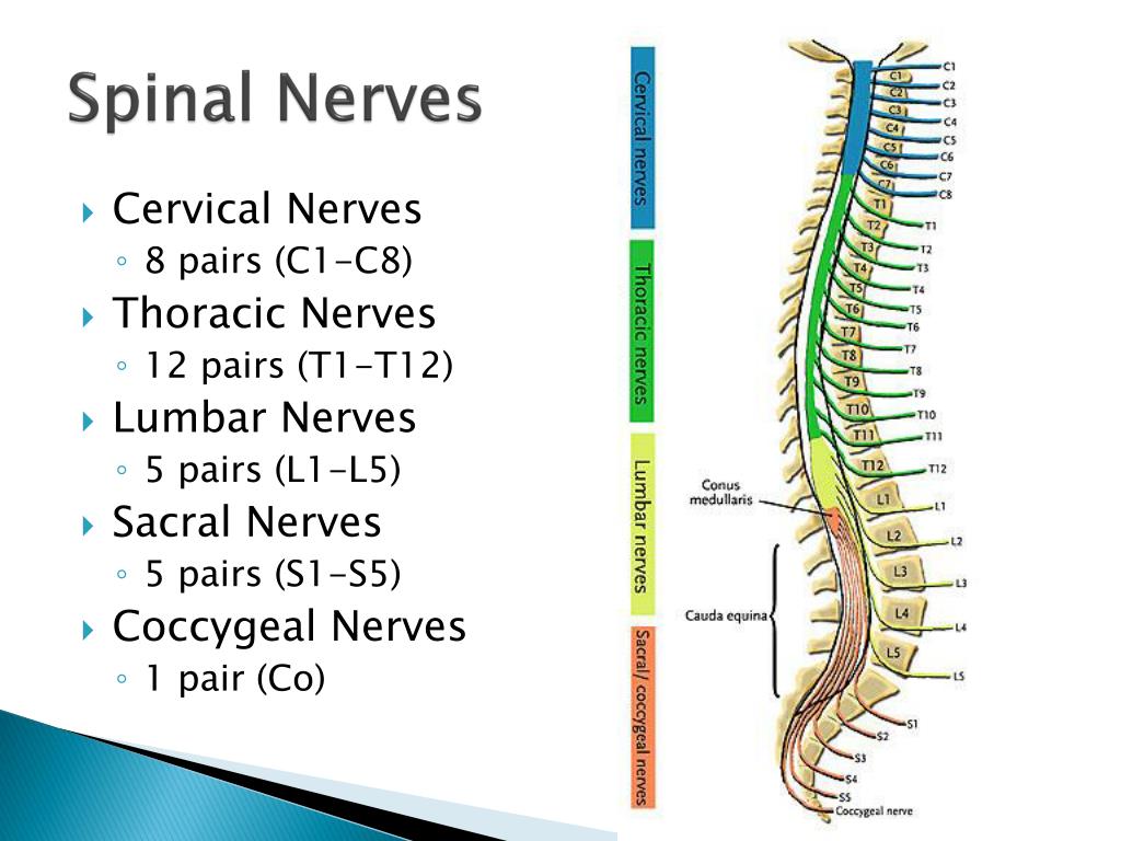 Spinal Nerve Anatomy Diagram