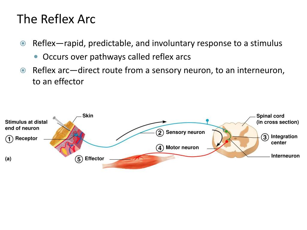 PPT - Nervous System – Part I PowerPoint Presentation, free download ...