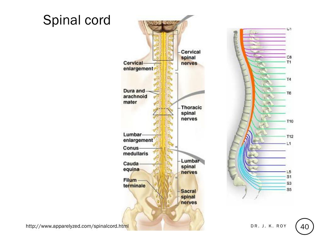 PPT - BIOMEDICAL INSTRUMENTATION PowerPoint Presentation, free download ...