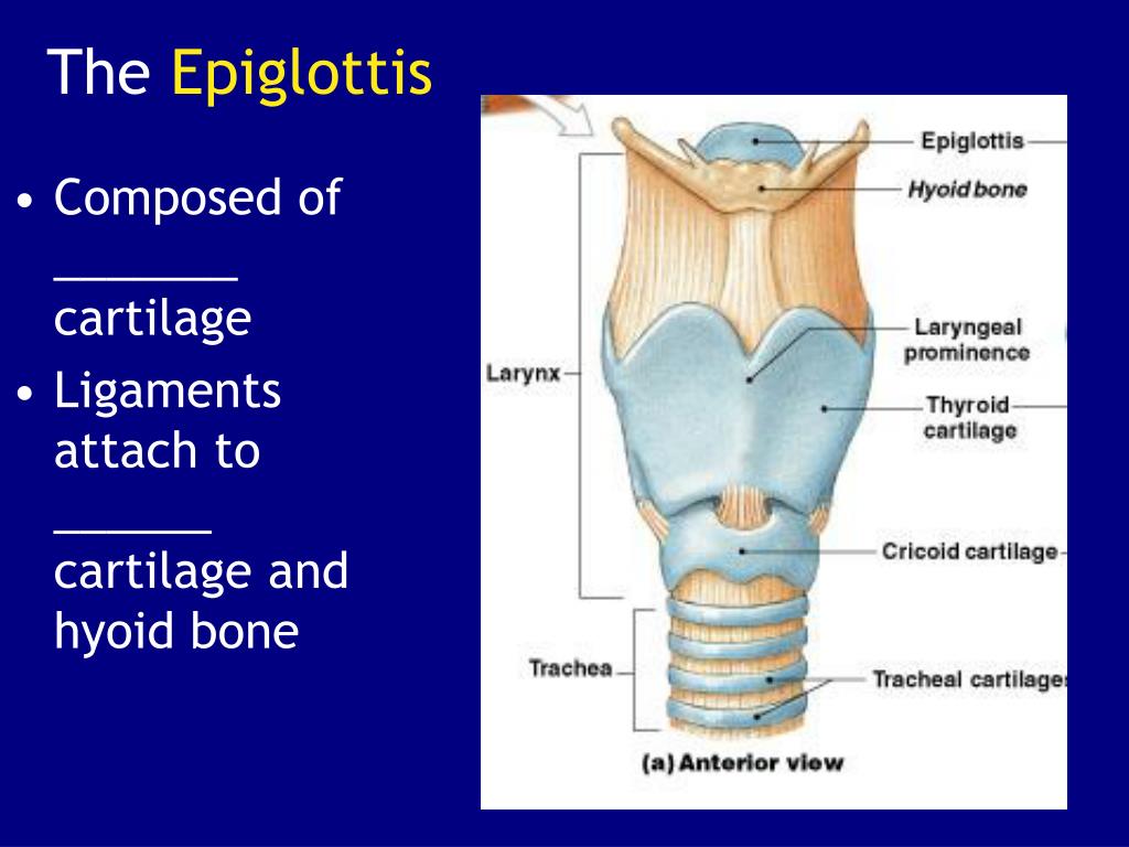 PPT - Fundamentals of Anatomy & Physiology PowerPoint Presentation - ID ...