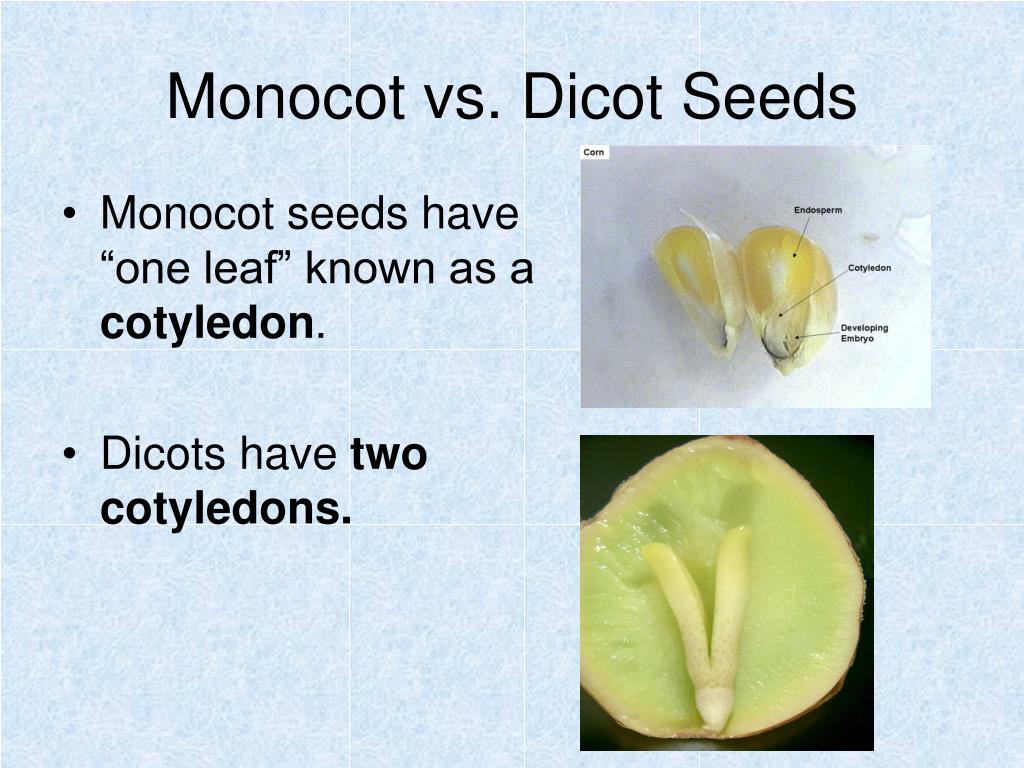 Monocot Seed Vs Dicot Seed